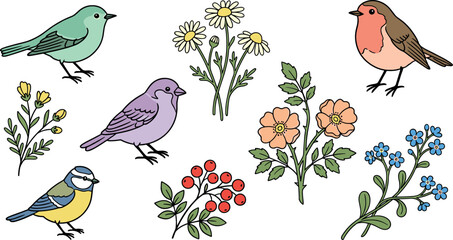 Spring bird vector illustration collection featuring cartoon robin sparrow blue tit wildflowers daisy forget-me-not and red berries isolated on white © MdMehedi