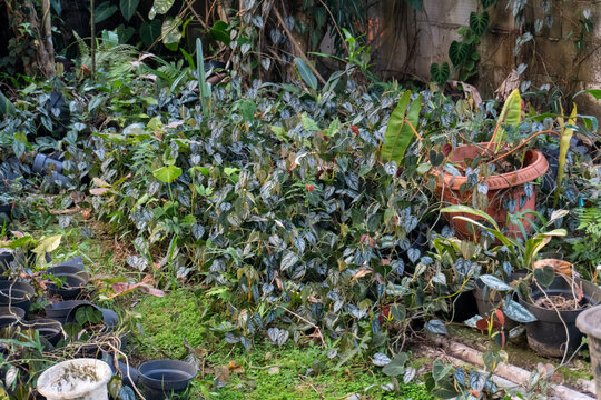 Dense Cluster Of Potted Plants Overgrown With Vines