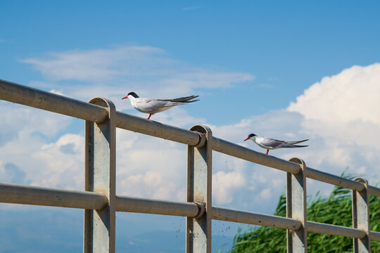 Two Sterna hirundo sitting on the edge of a bridge in Koronisia, located in Arta