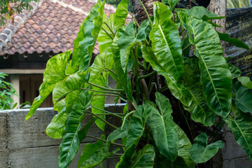 Large Marbled Green Philodendron Leaves Climbing A Tree © AnrizStock