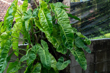 Lush Variegated Philodendron Leaves Growing Outdoors © AnrizStock