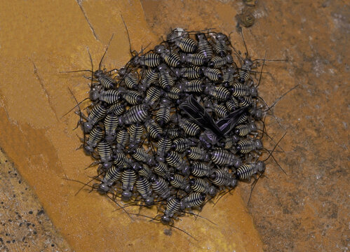 Common Barklouse colony Cerastipsocus venosus nymph insects on Crepe Myrtle tree.
