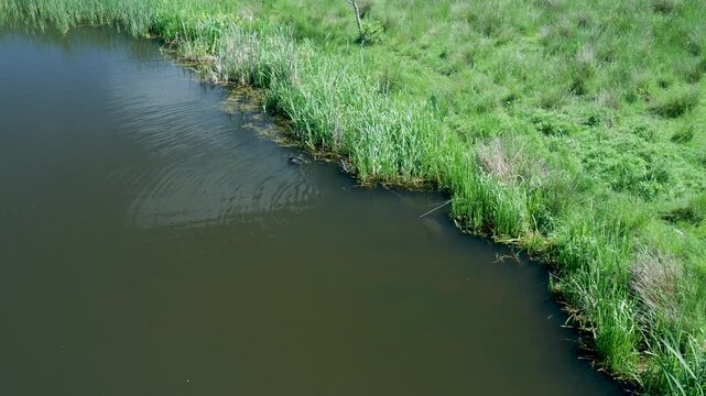 Family of coots swimming near a green riverbank