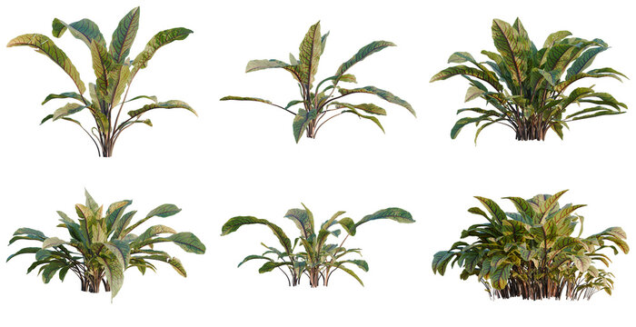 Set of Rumex sanguineus tree, elevation, front view, cutout, transparent background, isolate, Collection of Lush Tropical Foliage Plants - Perfect for Game Assets & Landscape Design