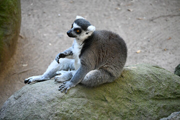 Fototapeta premium A beautiful ring-tailed lemur with distinctive striped tail sitting calmly on a rock in its habitat at Guadalajara Zoo, Mexico.