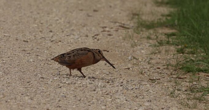 American Woodcock, walking across road, taken in western Wisconsin