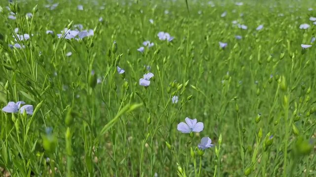 Champ agricole, culture de lin en fleurs se balan&ccedil;ant sous le vent, paysage rural