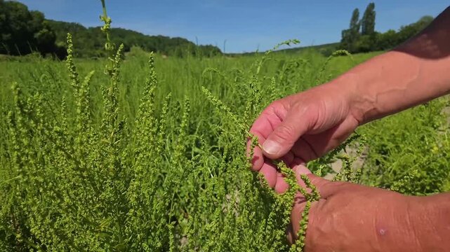 Mains de technicien agricole, agriculteur contr&ocirc;lant la mont&eacute;e en semence sur ses plants de betterave dans le champ, technique agriculture rurale