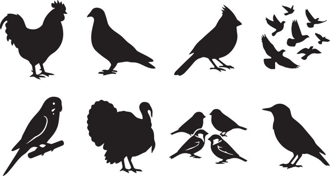 Collection of bird black silhouettes including rooster pigeon cardinal turkey and parakeet isolated on white background