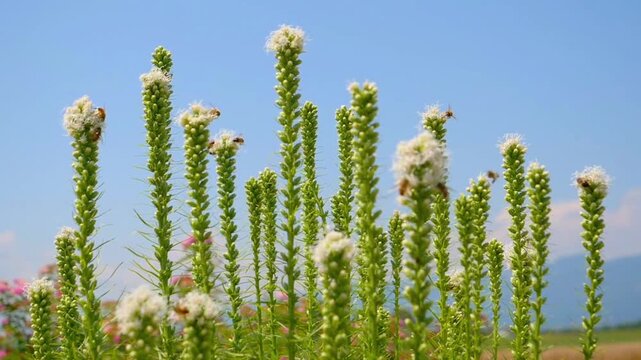 Honeybees pollinating white blazing star flowers against a clear blue sky