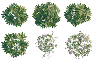 Obraz premium Set of Fatsia japonica tree plan, top view, cutout, transparent background, isolate, Collection of Lush Green Trees and Flowering Plants - Perfect for Landscape Design & Botanical Illustrations