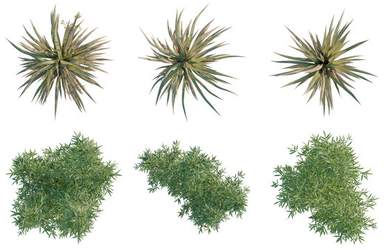 Set of  Phormium cookianum tricolor tree plan, top view, cutout, transparent background, isolate, Collection of diverse fern and spiky plant assets for game development and digital art projects.