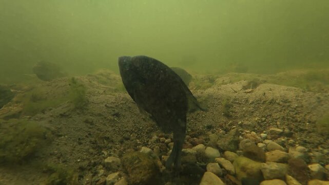 Bluegill Fish on nesting beds, reproducing, taken in central MN