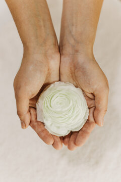 Female hands holding tender white flower. Close up.