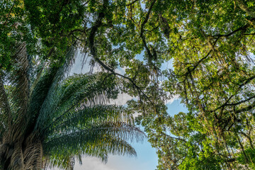 Dossel da Praça XV - centro de Florianopolis, Santa Catarina, sul do Brasil. © Zé Paiva