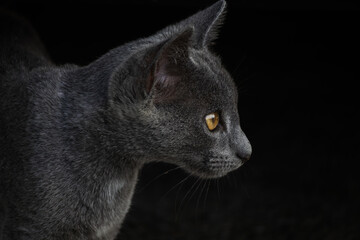 Cat portrait © Camilo