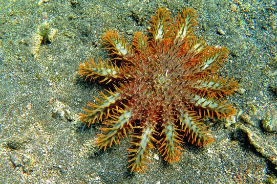 Tropical poisonous animal the crown-of-thorns starfish (Acanthaster planci) on the sand. Dangerous coral predator in the sea, underwater photo from scuba diving. Travel picture, coral reef threat