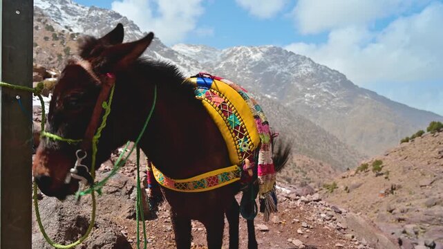 Mule with colorful saddle in the snowy Atlas Mountains