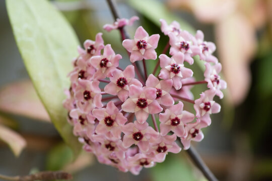 手毬のようなホヤの花