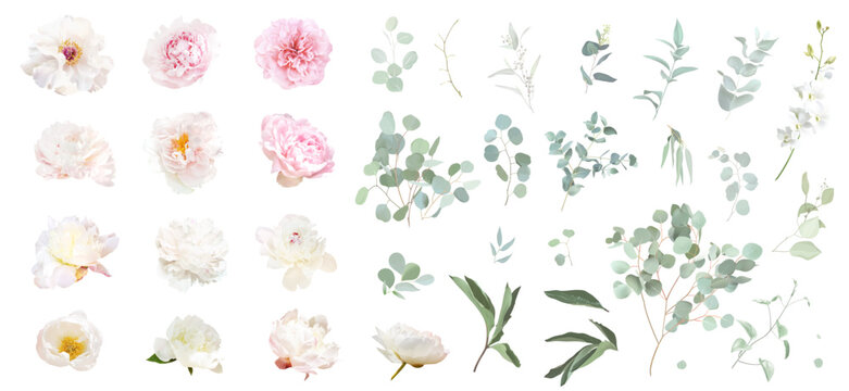 White, creamy, pink, blush luxurious peonies, eucalyptus, sage greenery vector design wedding spring set. Cut out flowers and plants. Floral summer pastel watercolor.Elements are isolated and editable