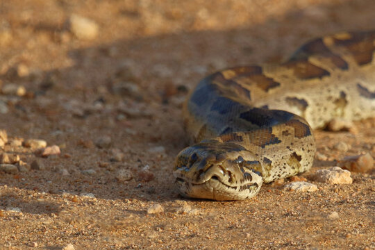 S&uuml;dlicher Felsenpython / Southern African rock python / Python natalensis