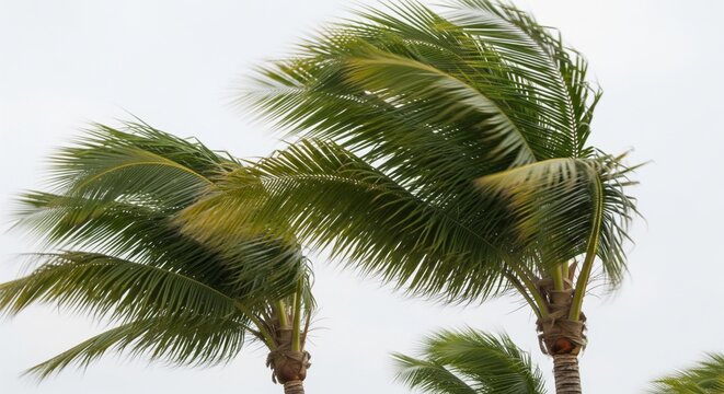 Palm Trees Swaying in Strong Winds Against a Cloudy, Overcast Sky