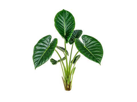 Elephant ear plant with large green leaves isolated on white background