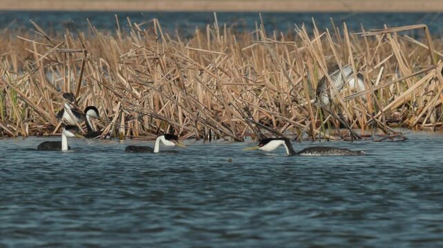 Western Grebe pair rushing, running on water, rush, mating, displaying, blue water