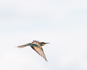 Fototapeta premium bee-eater in flight 