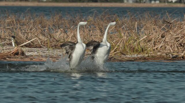 Western Grebe rushing, rush, running on waters surface