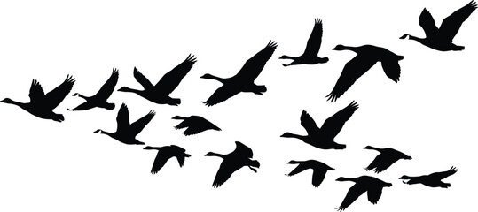 Flock of wild geese flying in V formation migrating birds silhouette isolated on white background © MstShefaly