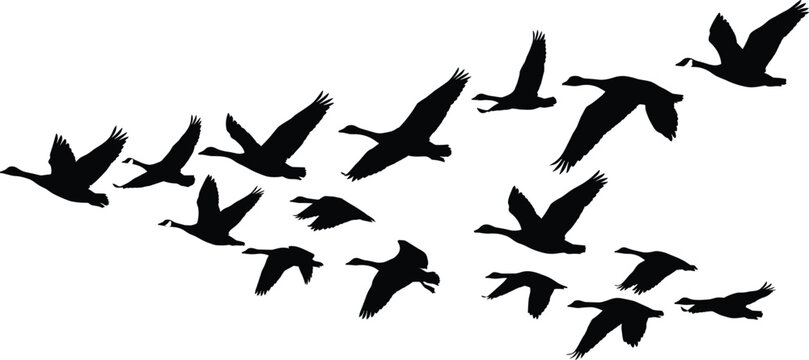 Flock of wild geese flying in V formation migrating birds silhouette isolated on white background