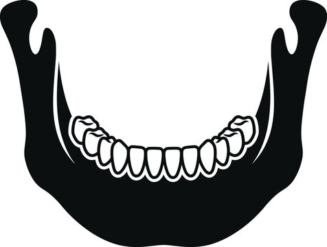 Black Silhouette Vector Illustration Of Human Mandible Jawbone With Complete Lower Teeth Set For Dental Anatomy Education
