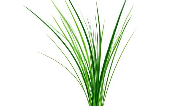 A vibrant cluster of fresh green grass blades on white background