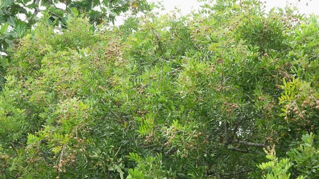 Tropical longan fruit tree heavy with abundant ripe clusters and green leaves, Vietnam agriculture.