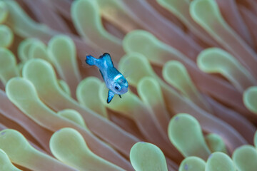 Obraz premium Macro shot of a tiny blue domino damselfish swimming in sharp focus among the tentacles of a sea anemone.
