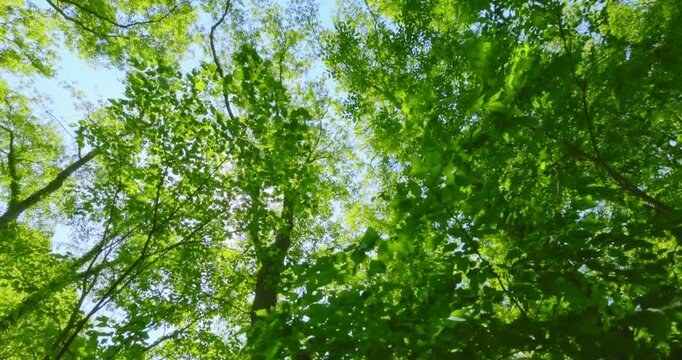 新緑の木々を見上げるローアングルと美しく輝く太陽の光芒