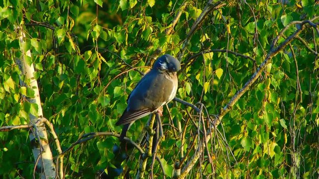 A pigeon is sitting on a birch tree and preening its feathers.