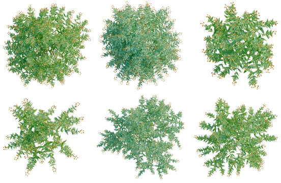 Set of  Buddleja globosa tree plan, top view, cutout, transparent background, isolate, Collection of Lush Green Shrubs - Perfect for Landscaping and Nature Designs
