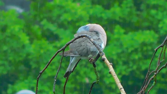 A pigeon is sitting on a birch tree and preening its feathers.