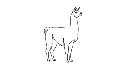 A simple line drawing of a llama standing on a white background with a minimalist style. © ahmad