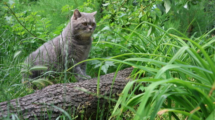 cat in grass © Elizaveta