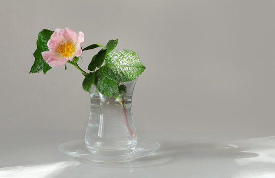 Pink wild rose flower in a small glass vase on a light gray background.