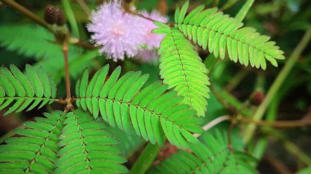 Sensitive plant (Mimosa pudica) with green leaves and pink flower buds