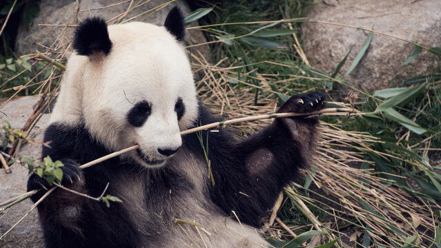 Close-Up of a Giant Panda Sitting and Eating Bamboo