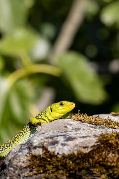 Vertical portrait of a vibrant wild ocellated lizard (Timon lepidus) resting on a rock with ample green copy space above.