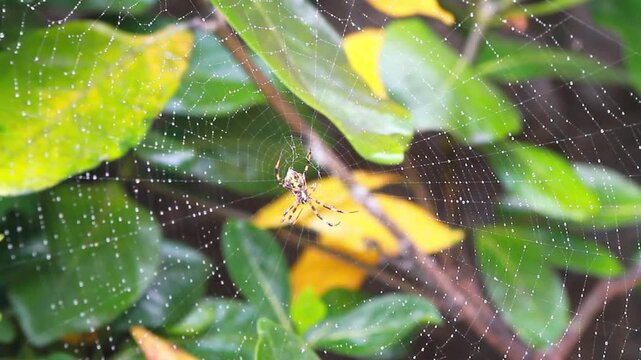 Garden spider waiting on its intricate web covered with water droplets against a green foliage background