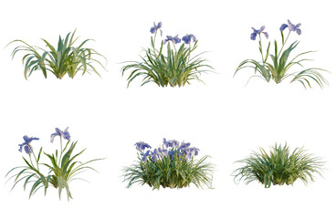 Fototapeta premium Set of Iris tectorum tree, elevation, front view, cutout, transparent background, isolate, Variety of Iris Plants - Lush Greenery with Blue Flowers for Landscape Design and Botanical Illustration
