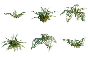 Obraz premium Set of Cibotium barometz tree, elevation, front view, cutout, transparent background, isolate, Collection of lush green fern plants for botanical illustrations and nature designs.