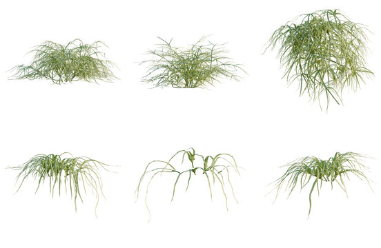 Set of Pteris multifida tree, elevation, front view, cutout, transparent background, isolate, Variations of Green Shrubbery - Collection of Diverse Bush Types for Landscape Design